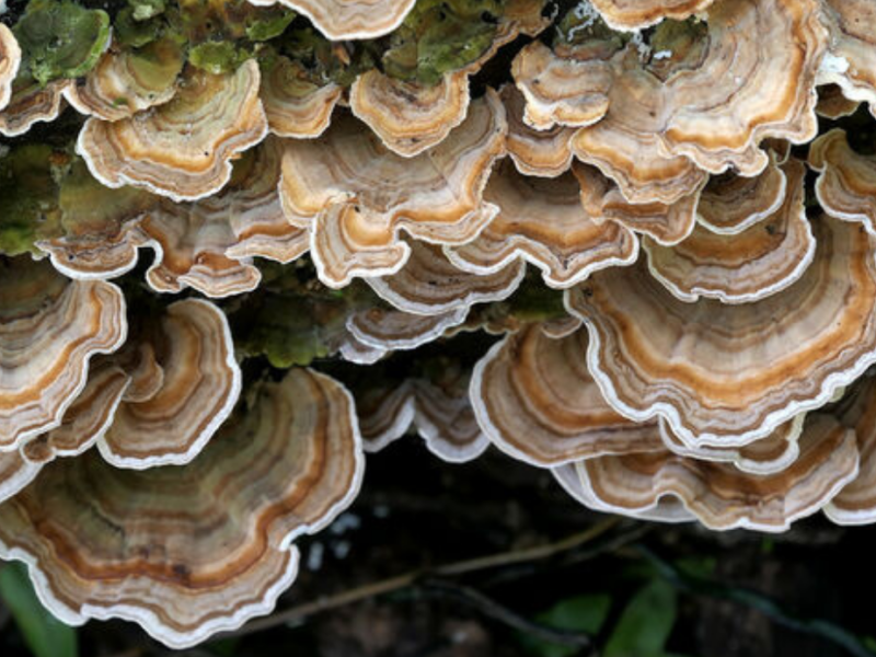 Friendly Fungi – “Turkey Tail”